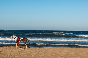 large dog standing on a beach