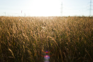 Sommerliches Getreidefeld im Gegenlicht