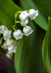 Beautiful flower background. Great spring background, blooming wild flowers.