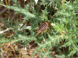 Sauterelle de la Montagne de Lure