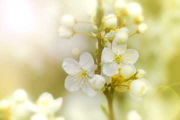 Fototapeta na wymiar Spring flowers of cherry blossom