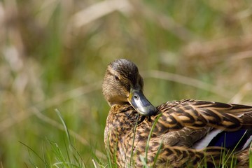 Fototapeta premium Female mallard - wild duck