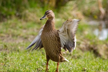 Female mallard - wild duck