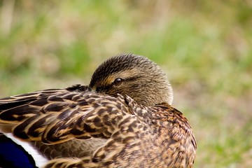Female mallard - wild duck