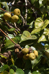 Portiabaum  (Thespesia populnea, Hibiscus populneus)