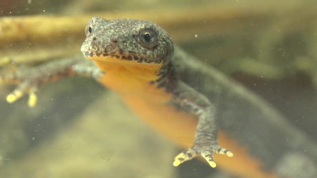 Alpine newt in a pond 