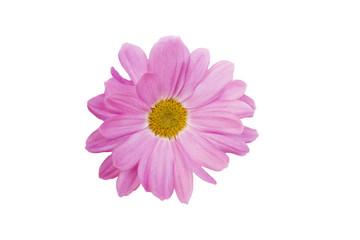 colorful of Chrysanthemum Blossom and green leaf with sun light,