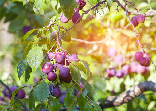 branches of a plum tree with ripe fruits