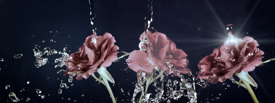 Fototapeta Rose flower in the rain,  drops of water shining, vintage, retro effect..