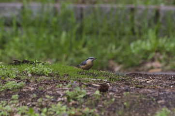 nuthatch