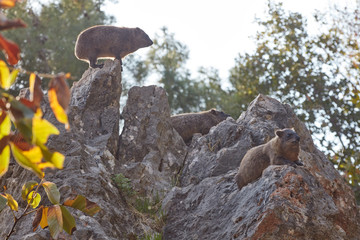 Rock hyrax