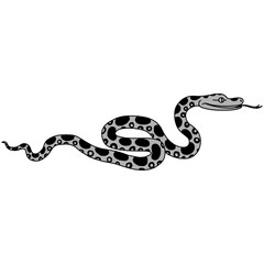 Vector illustration of tropical snake