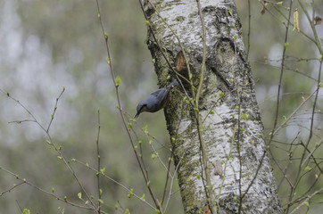 Nuthatch