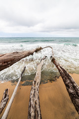 Fototapeta na wymiar Fallen tree branches in beach