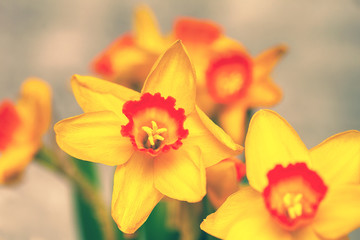 Beautiful flowers close-up. Daffodils yellow. Background of blooming flowers