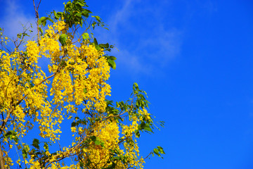 golden shower flower on blue sky
