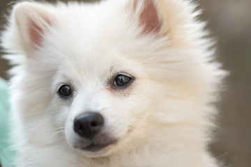 Pomeranian dog, close up head shot