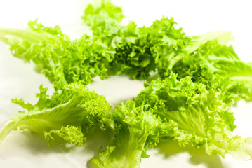 Lettuce leaves isolated