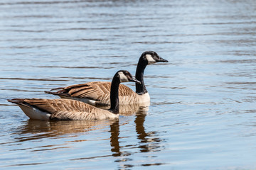 Canadian geese pair