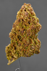 Close up of J1 strain prescription medical marijuana bud