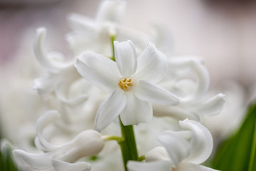 Fototapeta na wymiar White Hyacinth Close