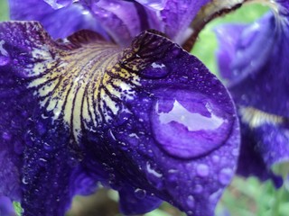 Raindrop on Iris 