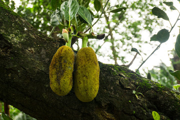 two jackfruits with leaf still hanging on the tree photo taken in Jakarta Indonesia