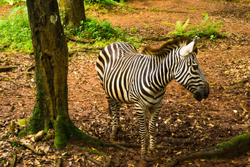 Zebra with beautiful black and white striped standing near a tree photo taken in Ragunan zoo Jakarta Indonesia