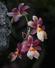 Orchids in a row