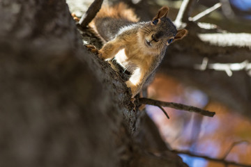 Naklejka na ściany i meble Squirrel on Tree Trunk