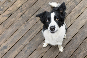 Black and White Border Collie