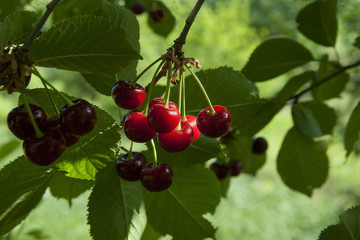cherries