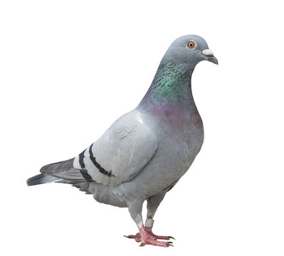close up full body of speed racing pigeon bird isolate white background
