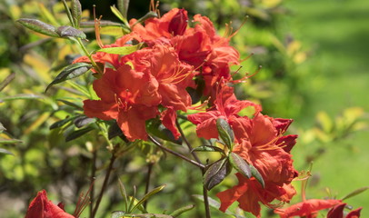 Obraz premium Blossoming rhododendron in the garden