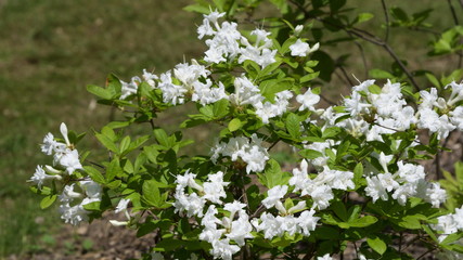 Blossoming rhododendron in the  garden