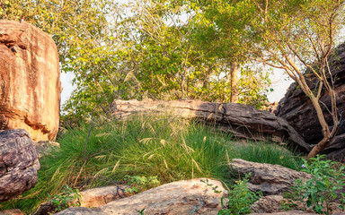 Obraz premium Golden hour in Kakadu National Park, Northern Territory, Australia. The beginning of the dry season makes hiking a pleasure, golden gum trees, and green grasses are covering the rocky escarpment.