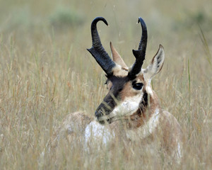 North American Pronghorn (Antelope) © Audra Albright
