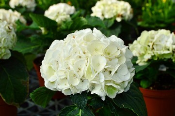 White Hydrangea Flower