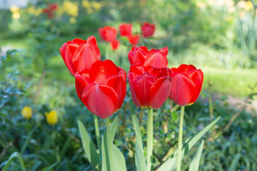 Intensiv leuchtende rote Tulpen im direkten Sonnenlicht vor dem Hintergrund eines blühenden Gartens