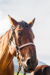 Fototapeta premium New Zealand horses