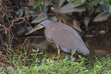 Bare-Throated Tiger Heron in the brush