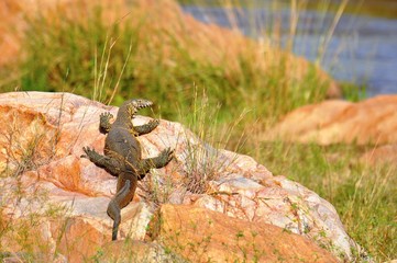 Monitor Lizard in Africa