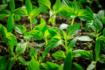 Close up Young seed germination and plant growing with rain water drop over green and morning sunlight environment