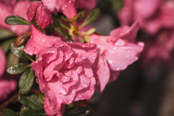 flowers azaleas in the water droplets