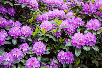 Rhododendron flower bush blooming
