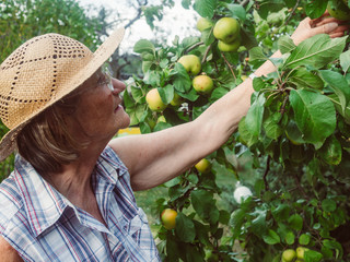 Pensioner is looking at her apples in her garden