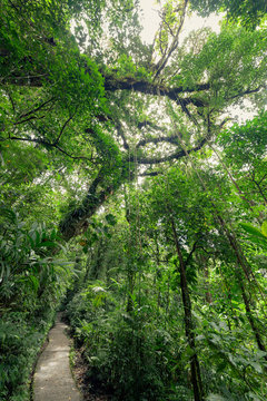 Fototapeta Stone path in rainforest Monteverde Costa Rica