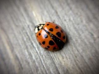 Ladybug