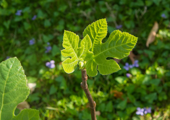 close-up of two budding fig leaves in spring