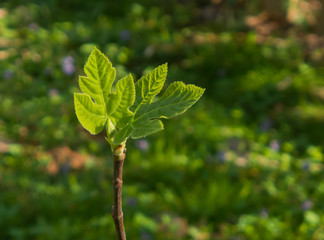 sunlit budding fig leaves